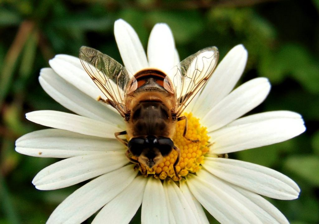 Syrphidae: Eristalis temax, f & m