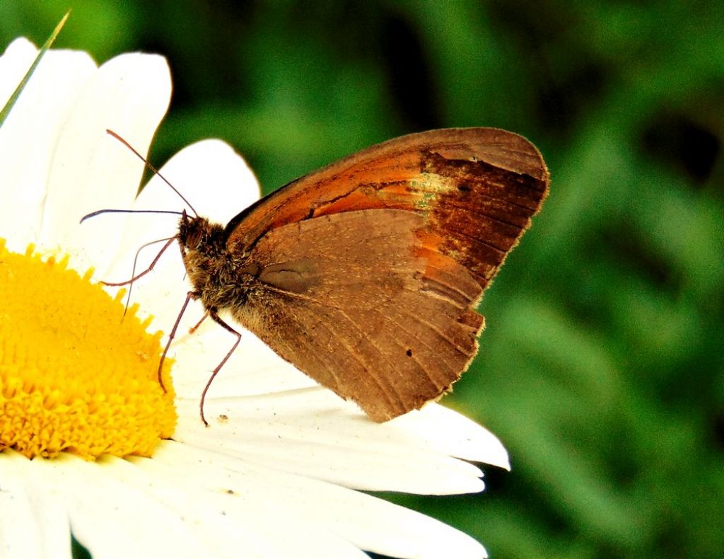 Maniola jurtina - Nymphalidae Satyrinae