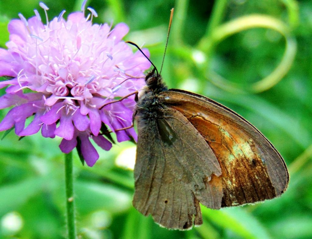 Maniola jurtina - Nymphalidae Satyrinae