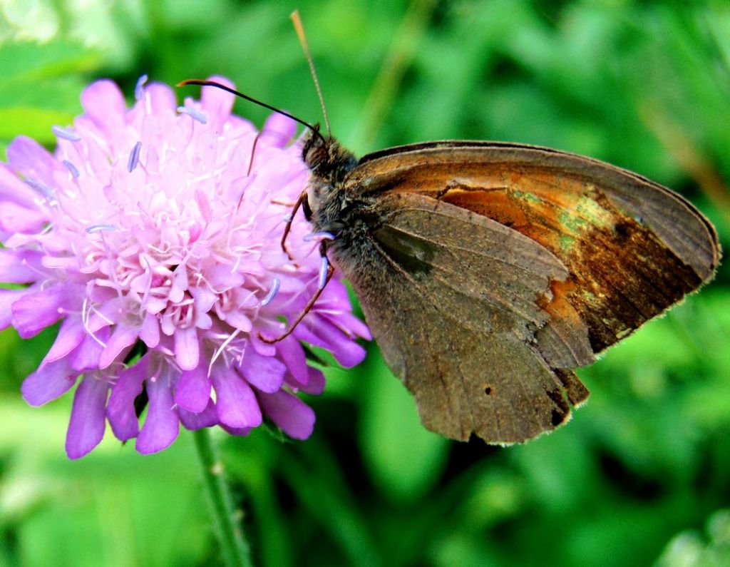 Maniola jurtina - Nymphalidae Satyrinae