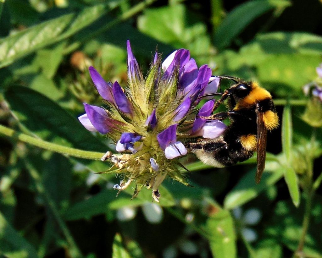 Apidae: Bombus (Megabombus) ruderatus
