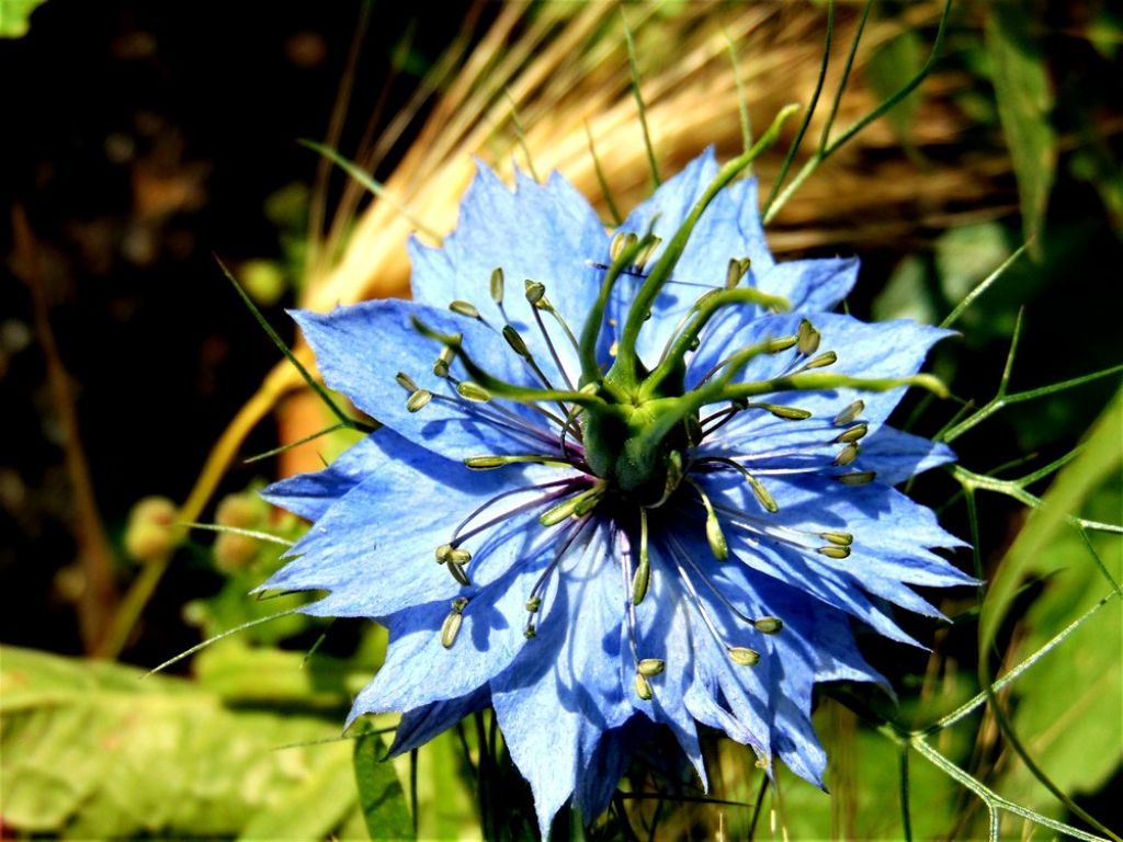 Nigella damascena