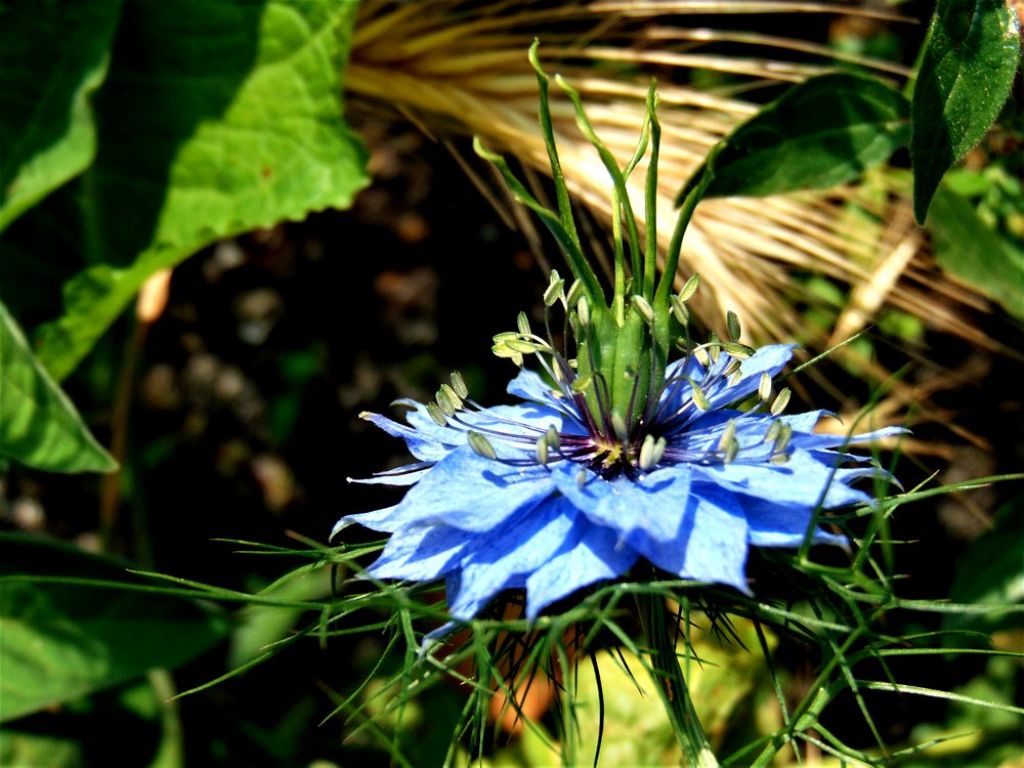 Nigella damascena