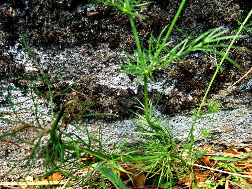 Nigella damascena