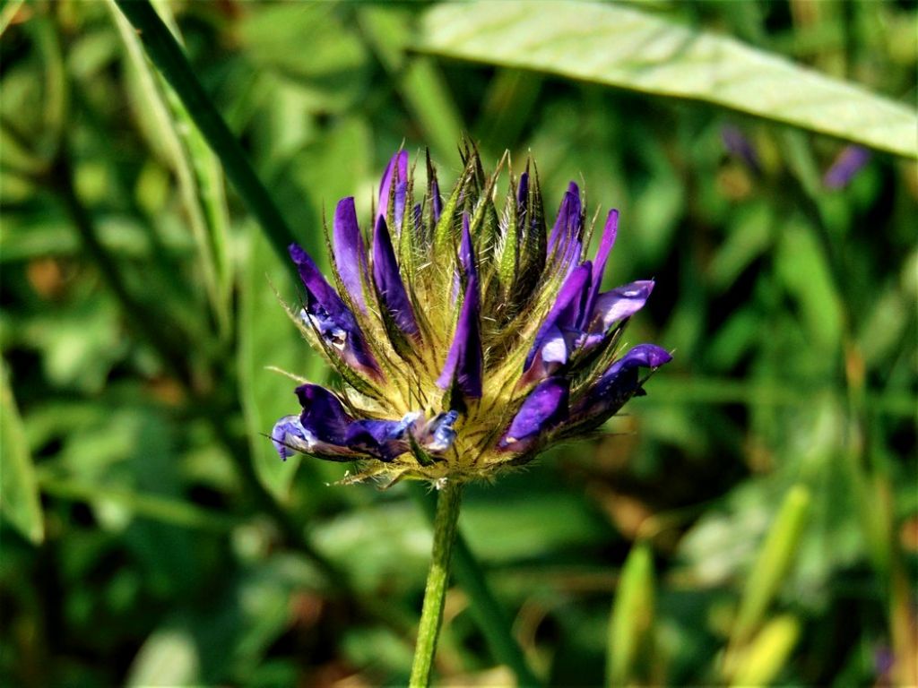 Bituminaria bituminosa (Fabaceae)