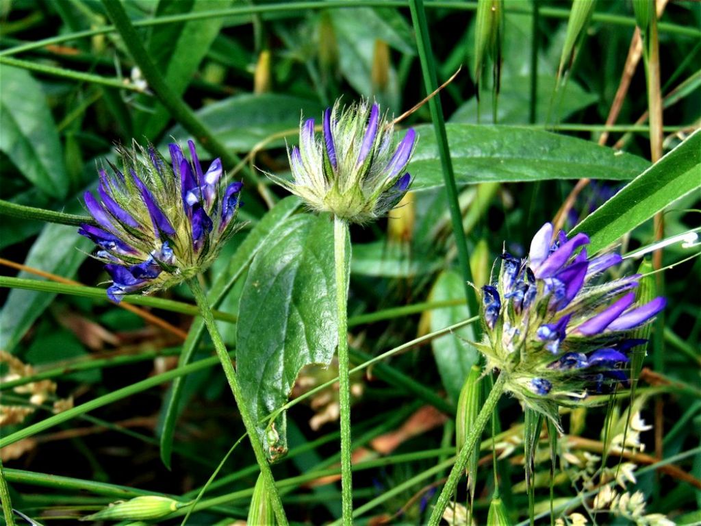 Bituminaria bituminosa (Fabaceae)