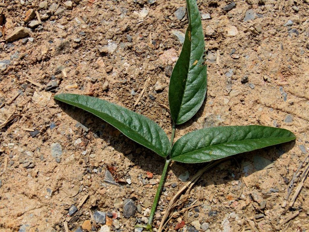 Bituminaria bituminosa (Fabaceae)