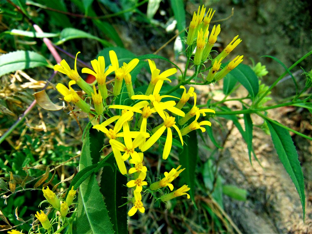 Senecio ovatus (Asteraceae)