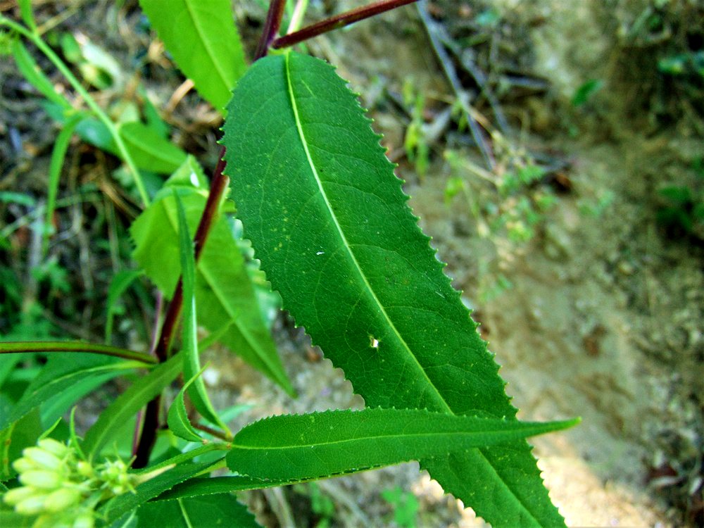 Senecio ovatus (Asteraceae)