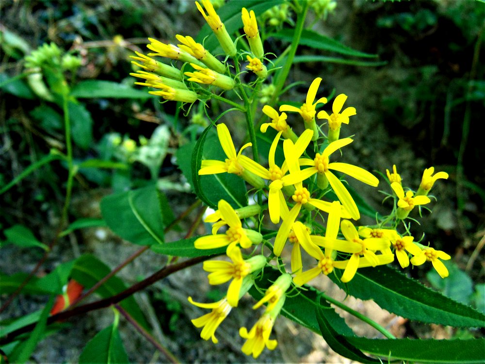 Senecio ovatus (Asteraceae)