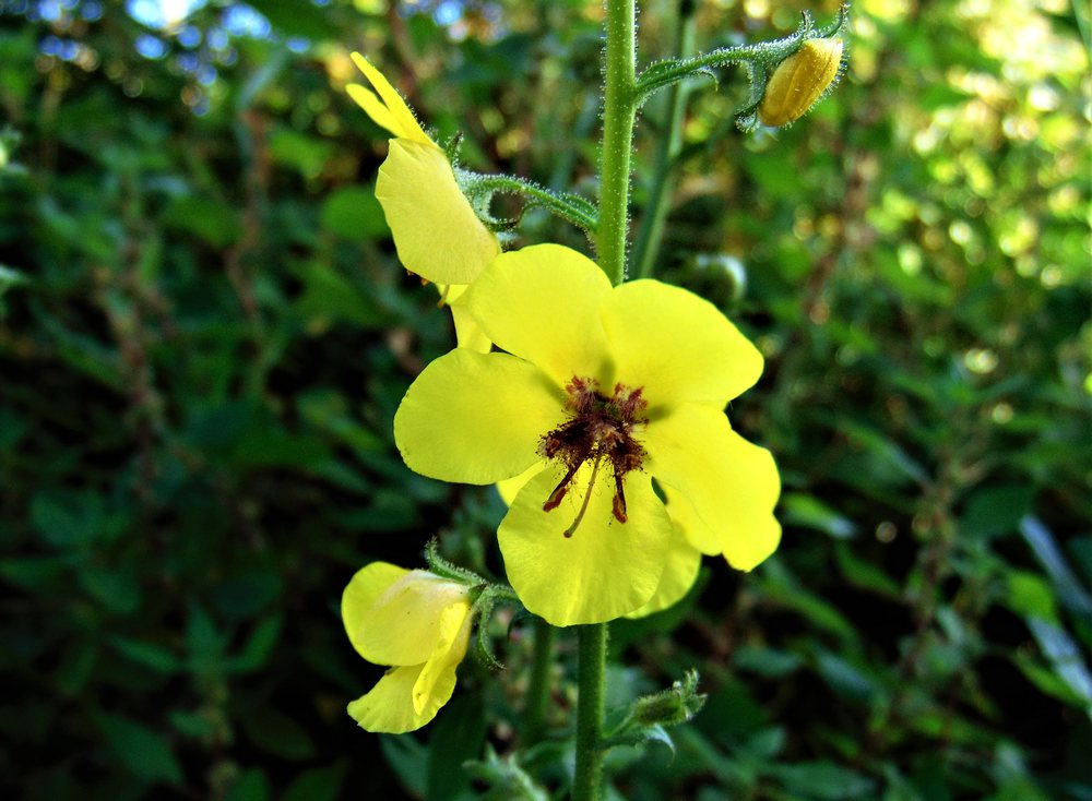 Verbascum blattaria (Scrophulariaceae)