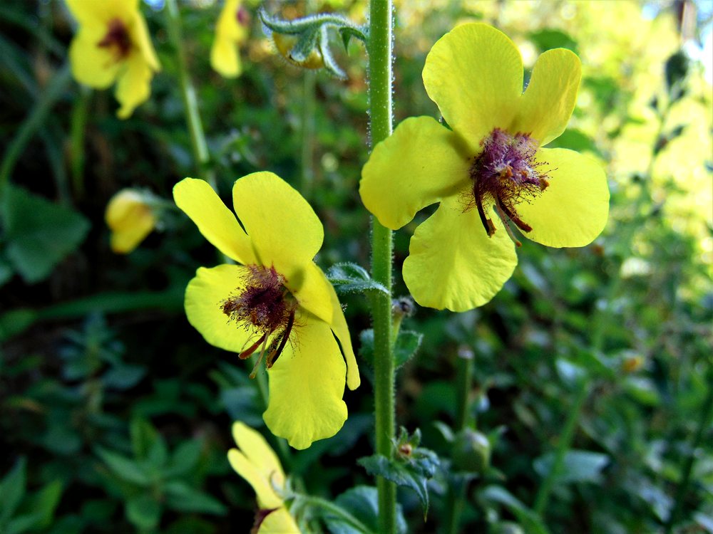 Verbascum blattaria (Scrophulariaceae)