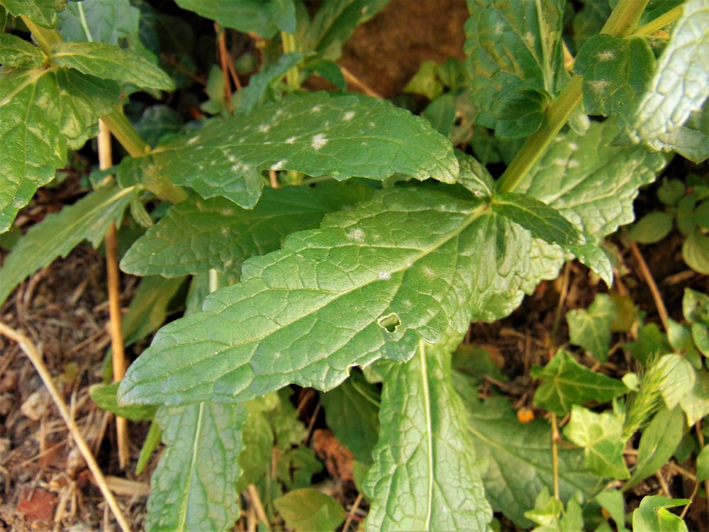 Verbascum blattaria (Scrophulariaceae)