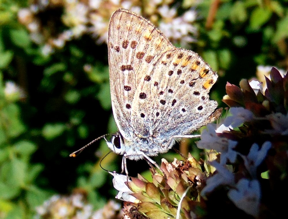 farfalla2