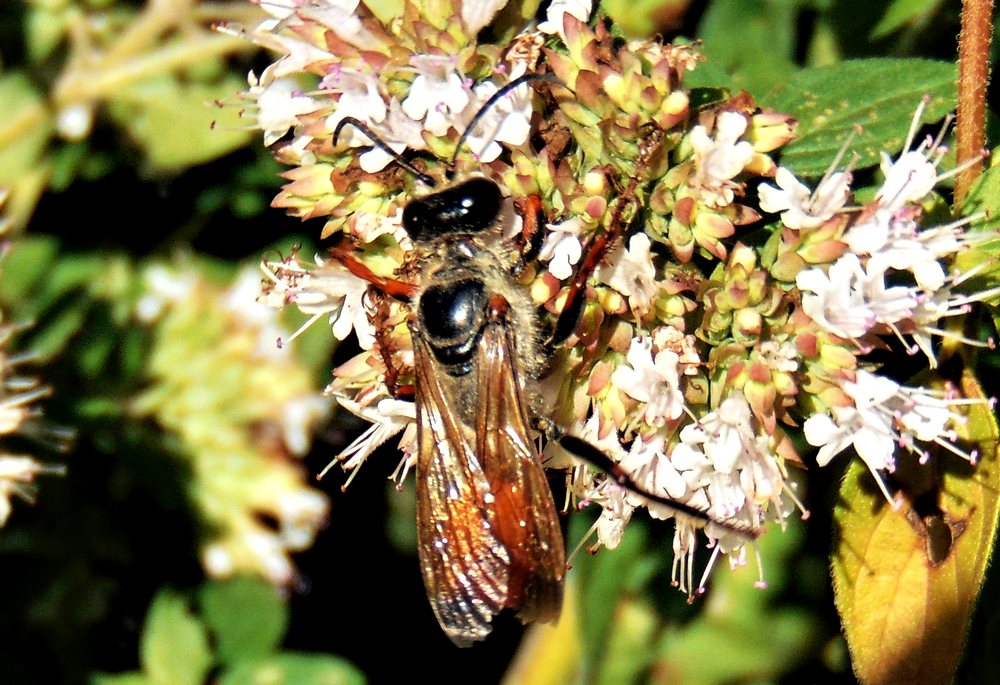 Sphecidae: femmina di Sphex cfr. flavipennis