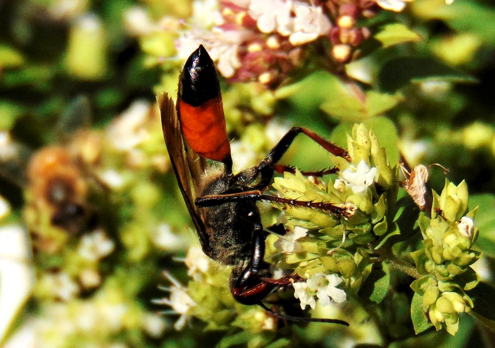 Sphecidae: femmina di Sphex cfr. flavipennis