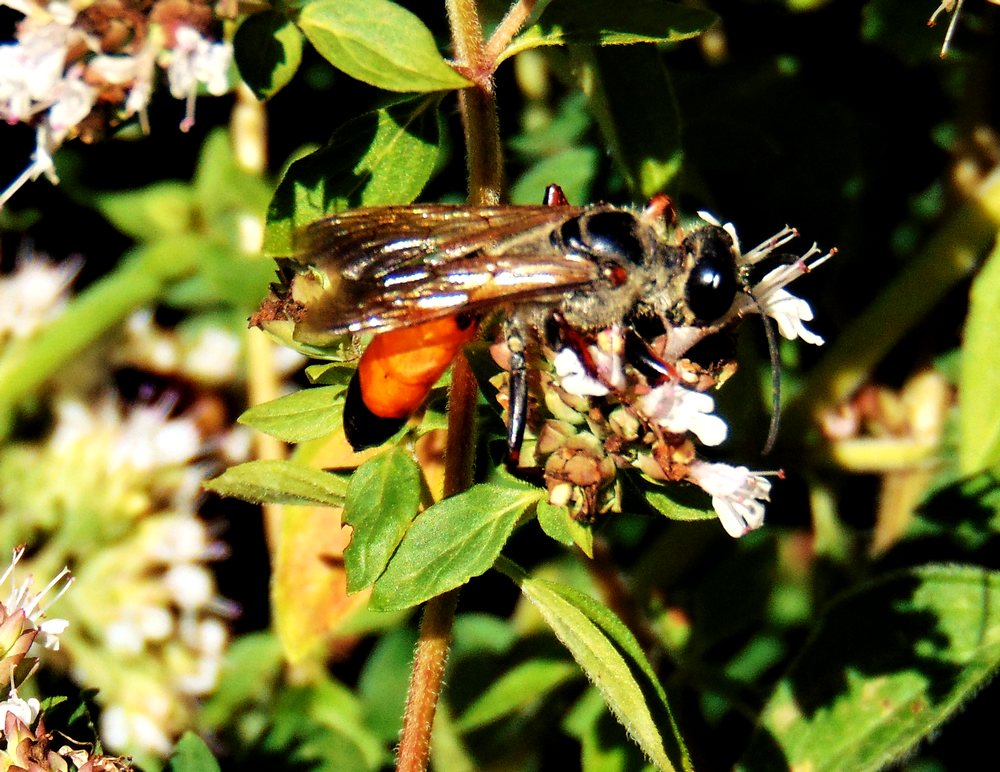 Sphecidae: femmina di Sphex cfr. flavipennis