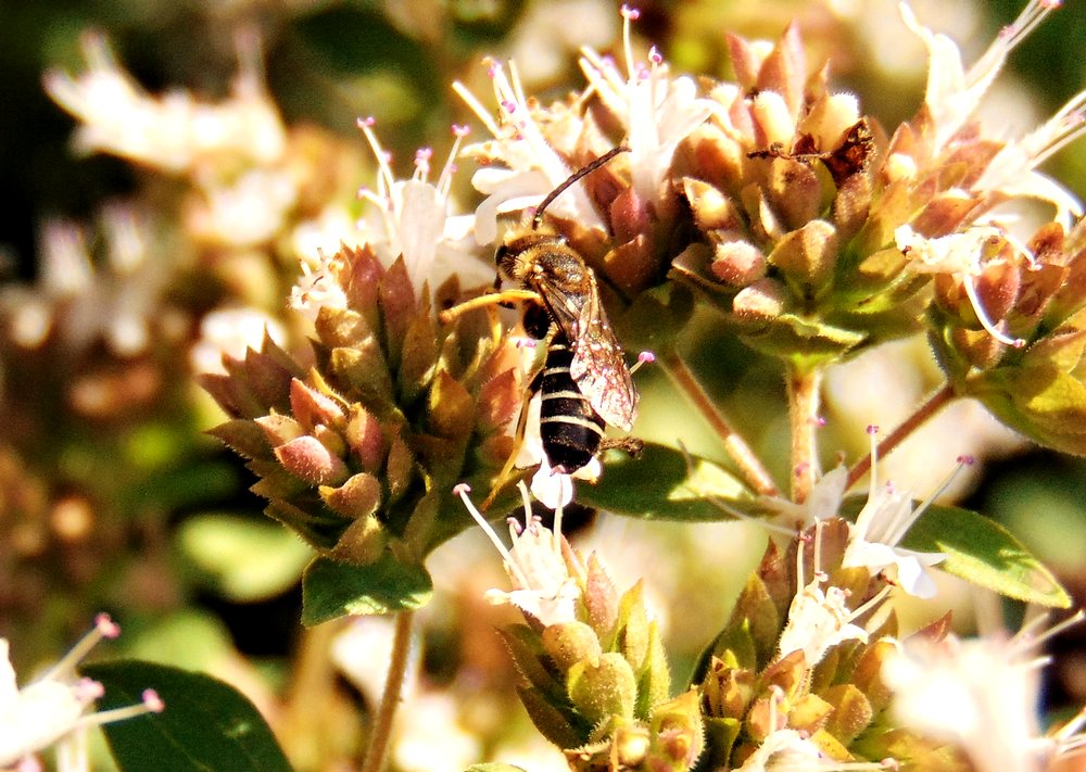 Apidae Halictinae: Halictus sp., maschio