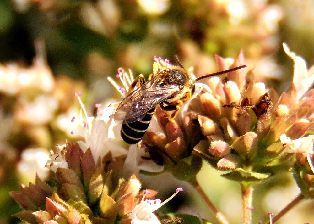 Apidae Halictinae: Halictus sp., maschio