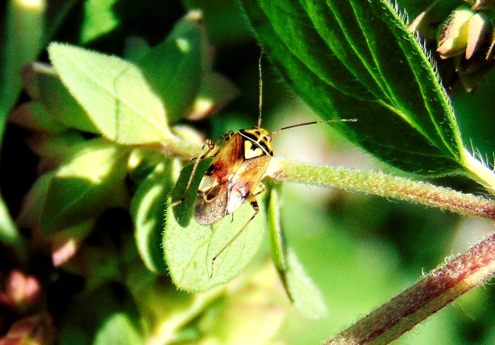 Miridae: Lygus pratensis