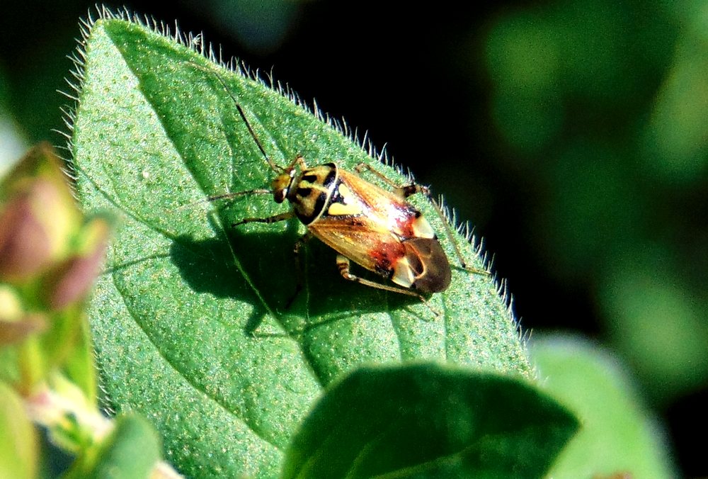 Miridae: Lygus pratensis