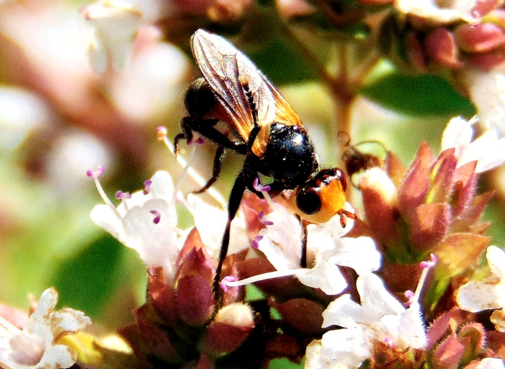 Conopidae: cfr. Thecophora sp.