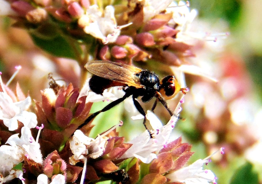 Conopidae: cfr. Thecophora sp.