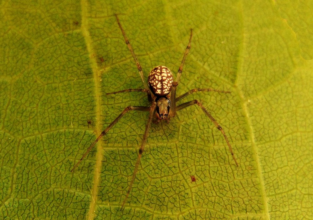 Floronia bucculenta - Campomorone (GE)