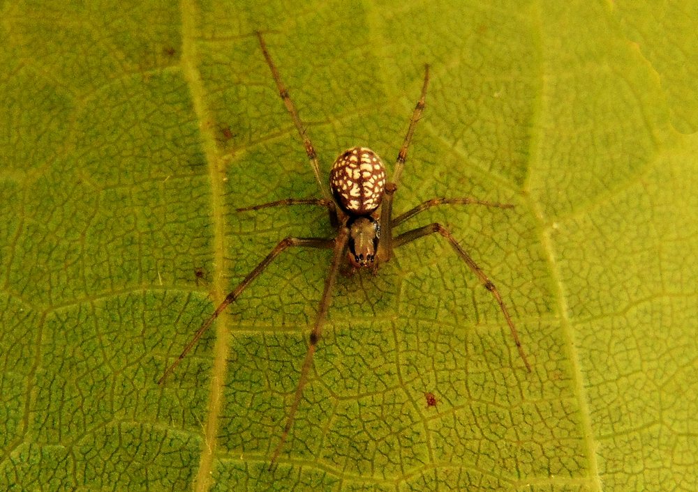 Floronia bucculenta - Campomorone (GE)