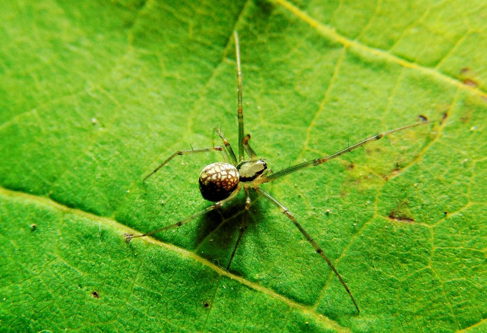 Floronia bucculenta - Campomorone (GE)