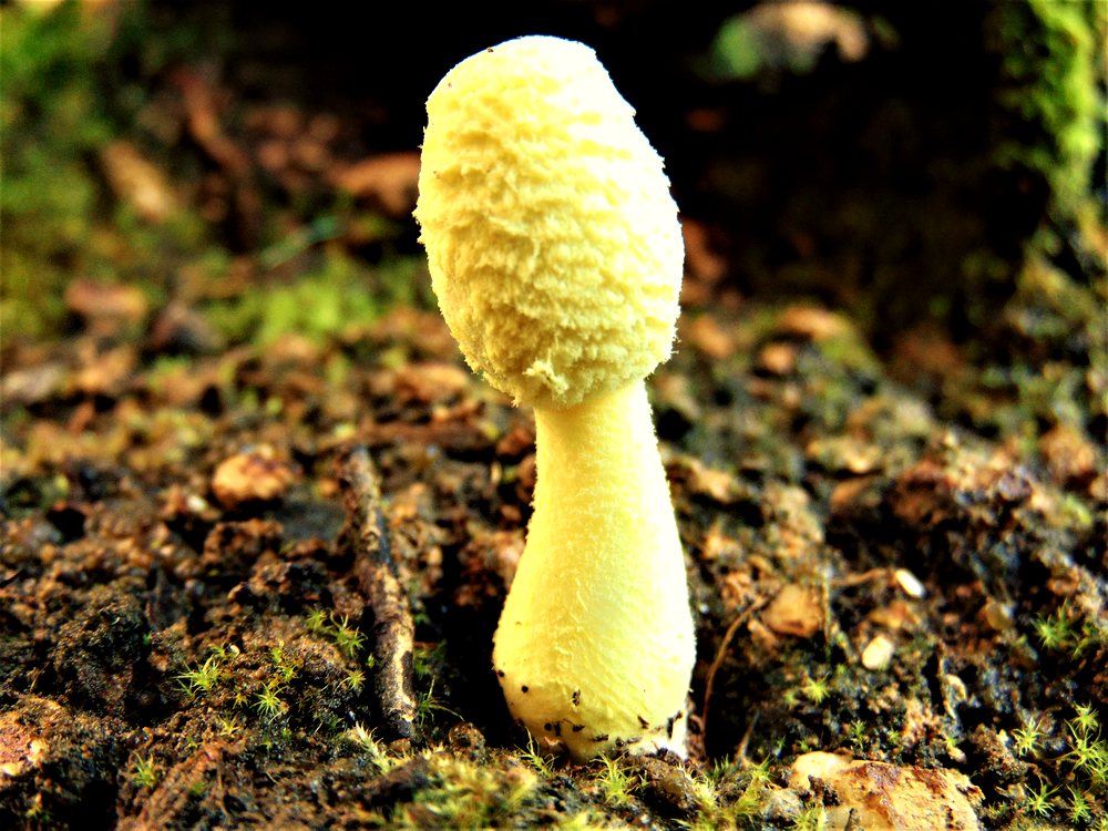 fungo da id