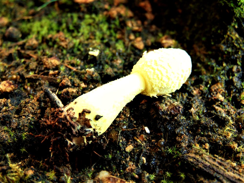 fungo da id