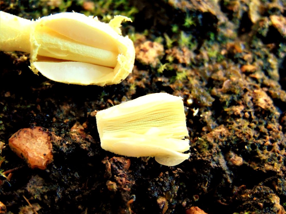 fungo da id