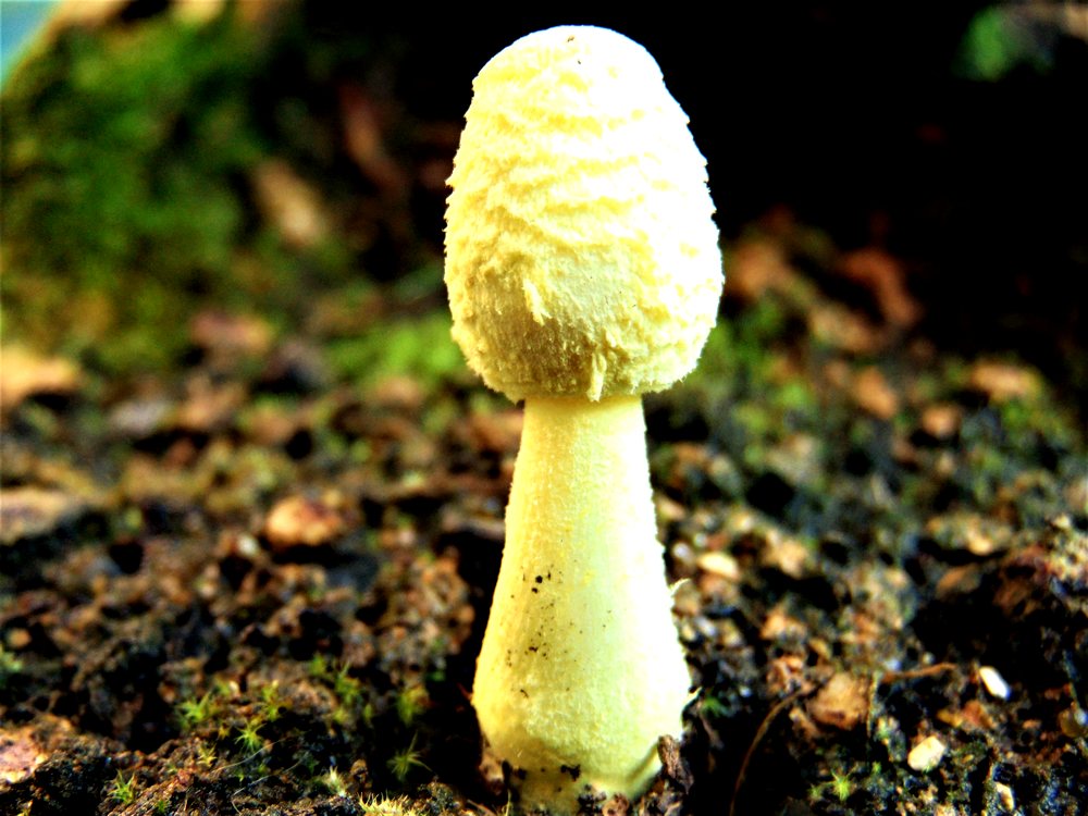 fungo da id