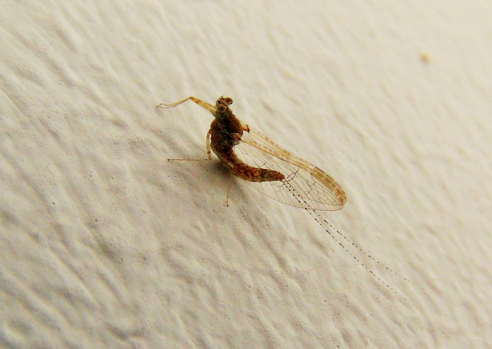 Cloeon cognatum, femmina