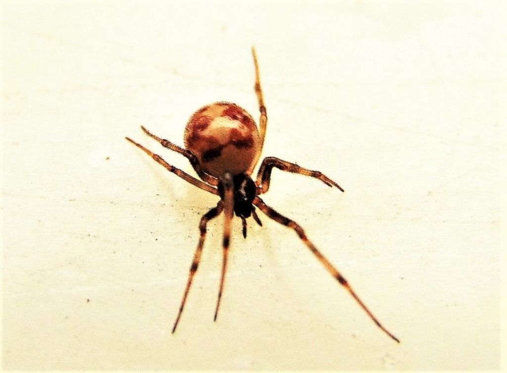 Steatoda triangulosa - Campomorone (GE)