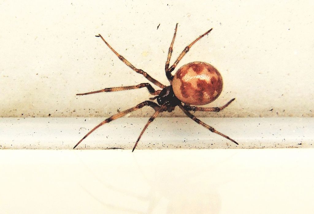 Steatoda triangulosa - Campomorone (GE)