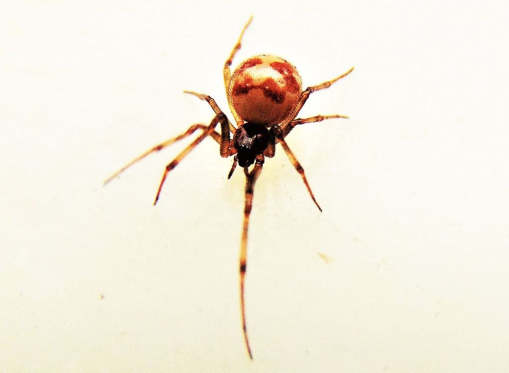 Steatoda triangulosa - Campomorone (GE)