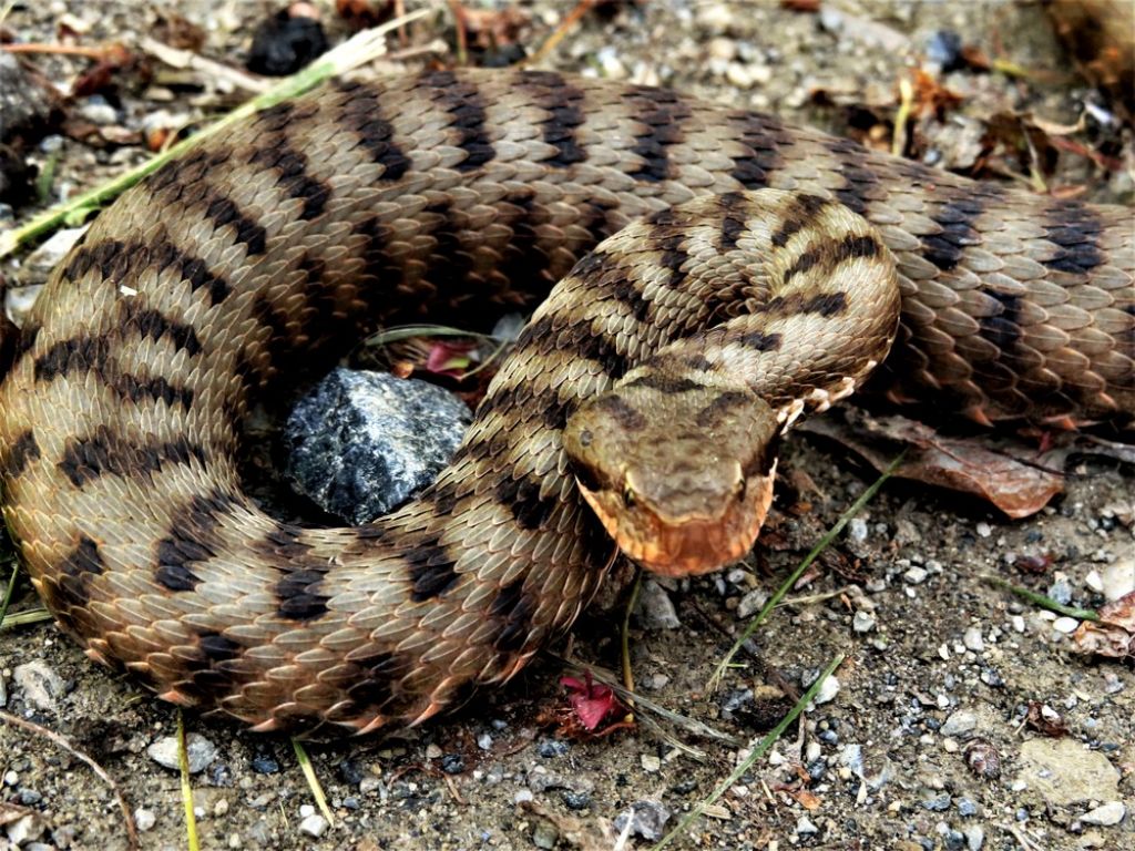 Vipera aspis aspis