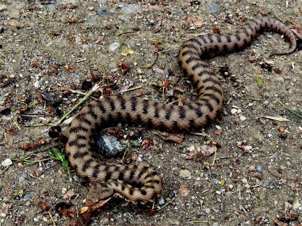 Vipera aspis aspis