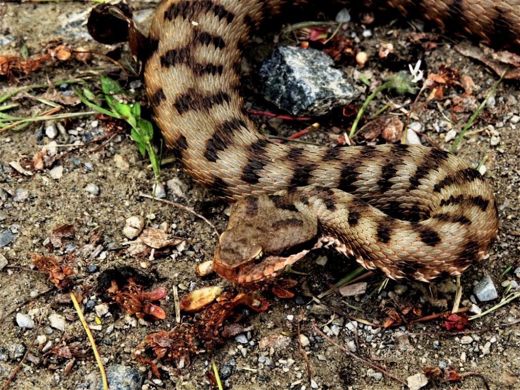 Vipera aspis aspis