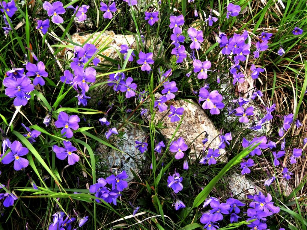 Viola sp.