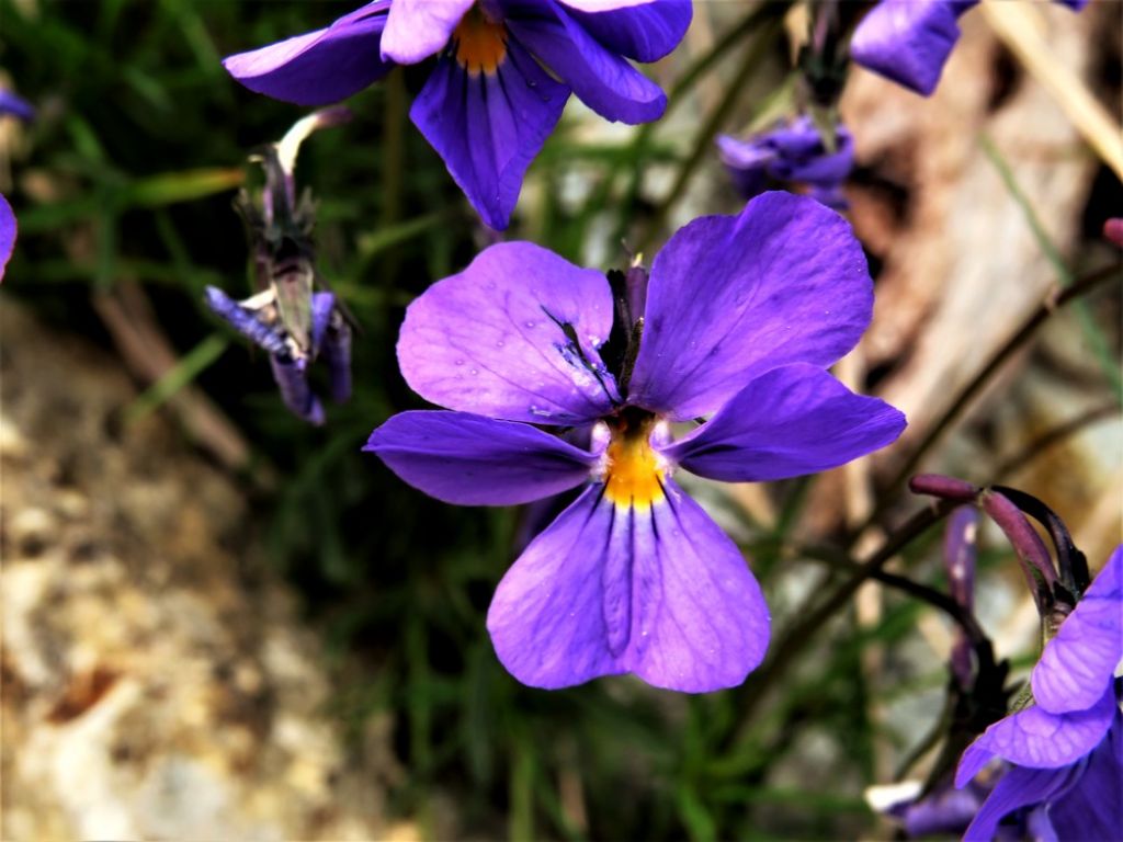 Viola sp.