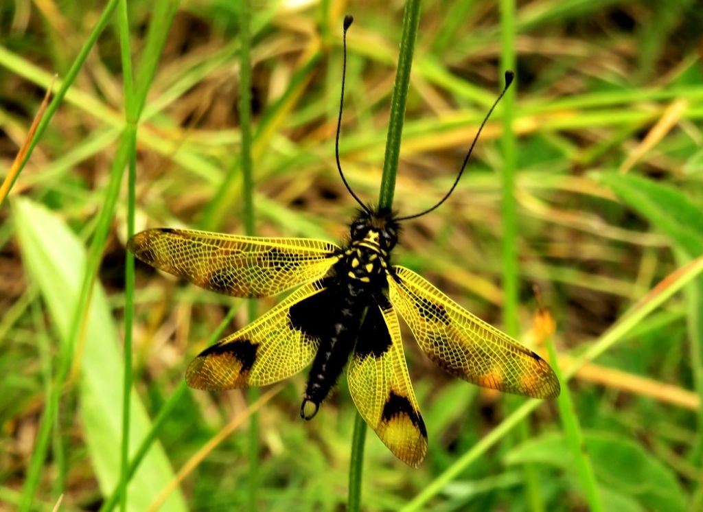 odonata da id. No, Neuroptera : Libelloides longicornis, maschio