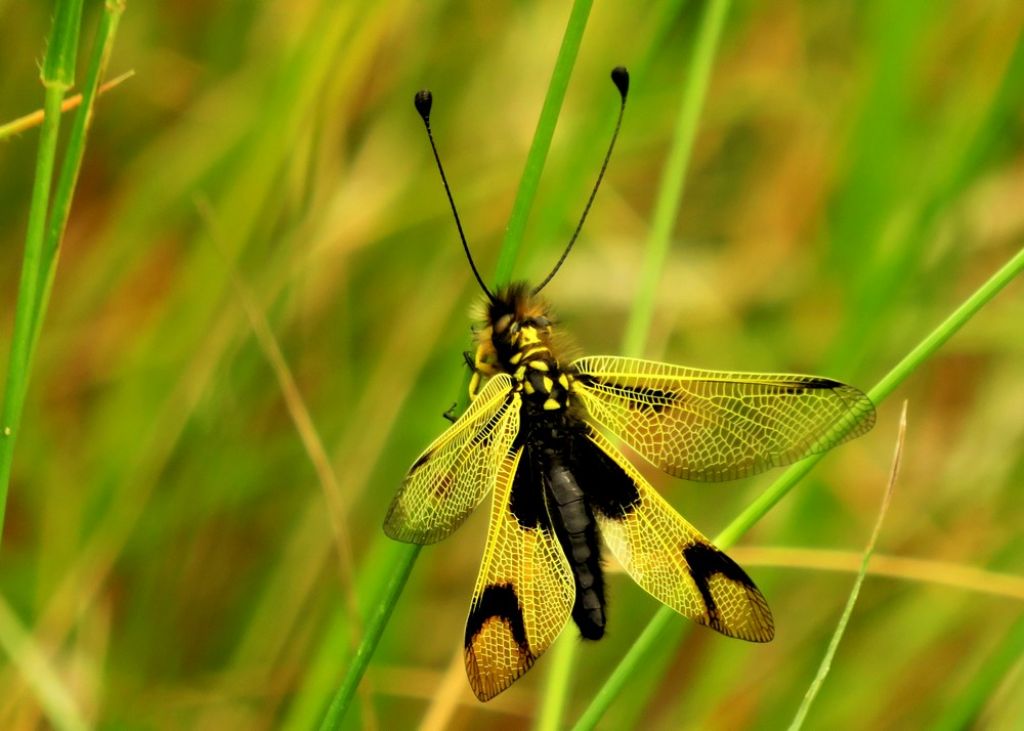 odonata da id. No, Neuroptera : Libelloides longicornis, maschio