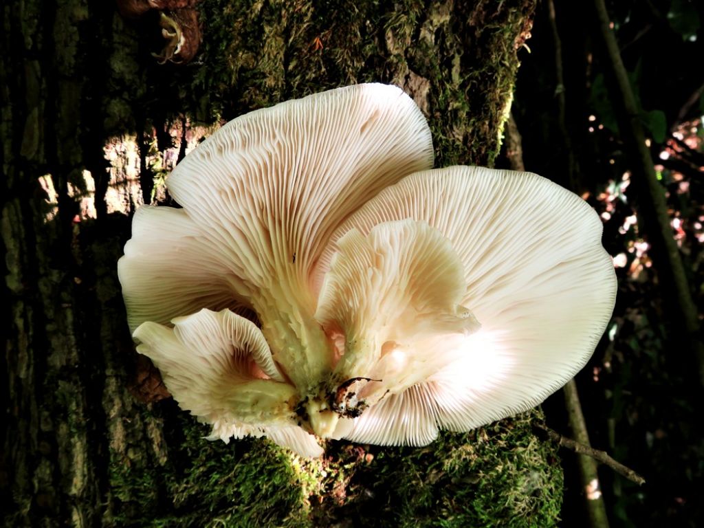 Pleurotus cornucopiae