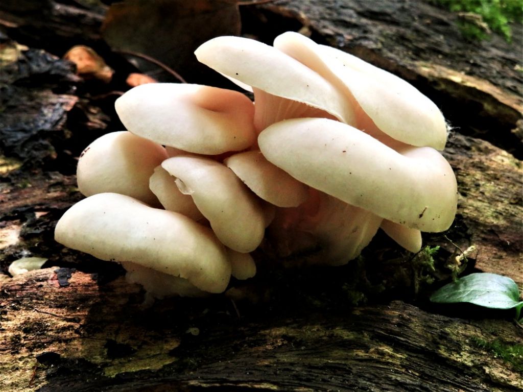 Pleurotus cornucopiae