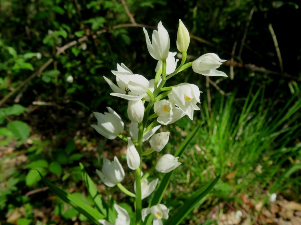 Cephalanthera longifolia