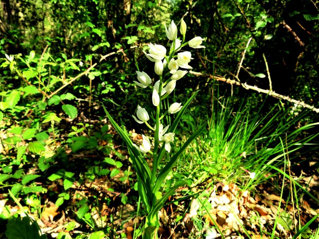 Cephalanthera longifolia