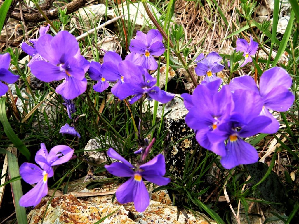 fiore4